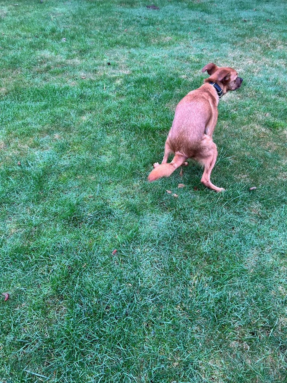 A dog on a green lawn