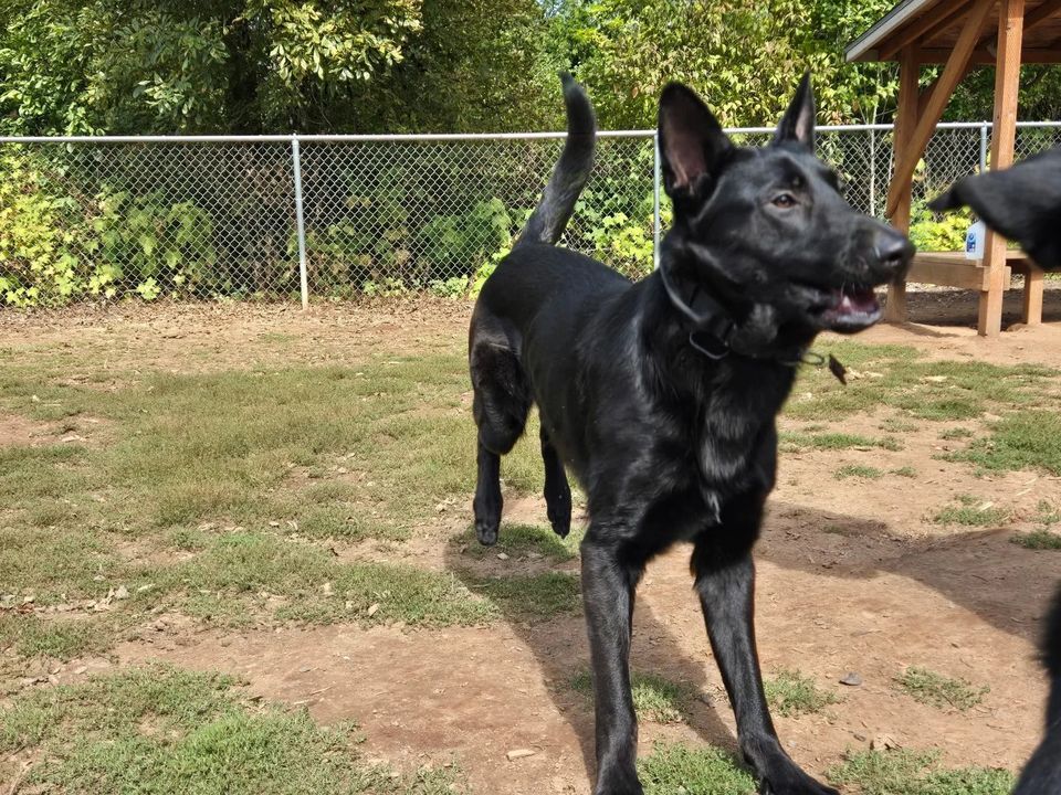A dog in a fenced community dog run